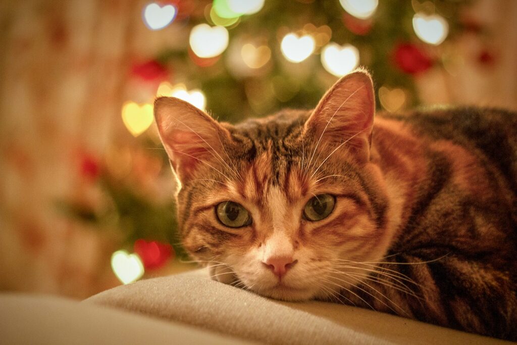 Getigerte Katze vor Weihnachtslichtern