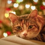 Getigerte Katze vor Weihnachtslichtern