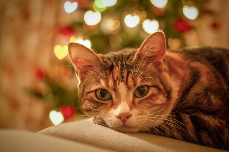 Getigerte Katze vor Weihnachtslichtern