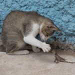 Katze im Jagdmodus beim Spielen
