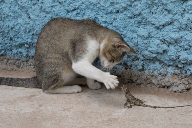Katze im Jagdmodus beim Spielen