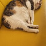 Katze liegt auf einem Sofa neben der Heizung