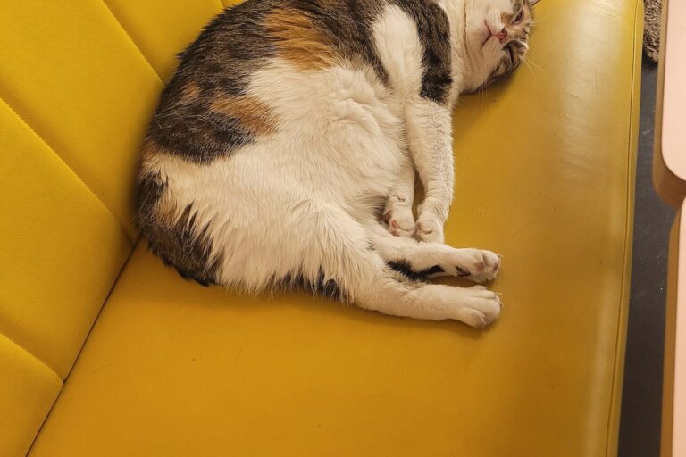 Katze liegt auf einem Sofa neben der Heizung