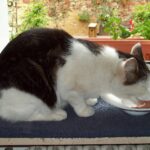 Katze frisst vom Teller am Fenster