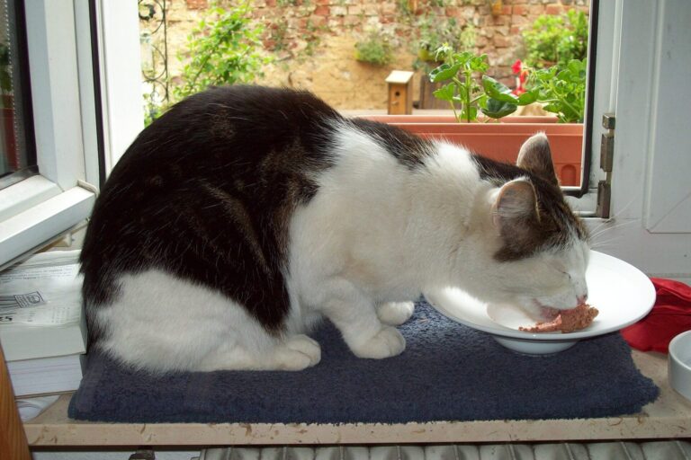 Katze frisst vom Teller am Fenster