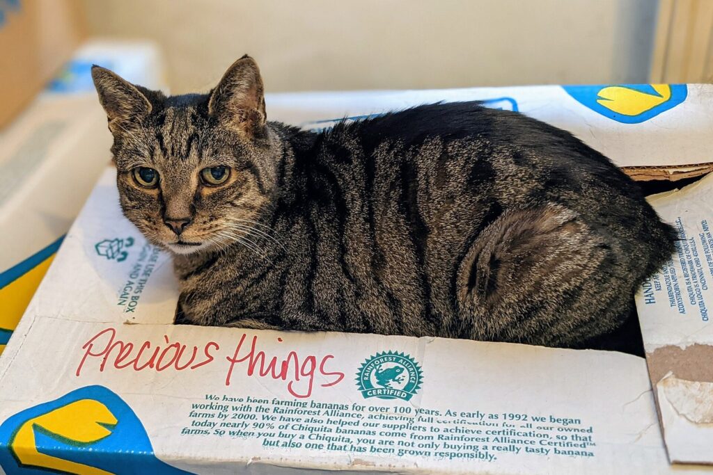 Katze liegt zufrieden in einem Pappkarton