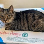 Katze liegt zufrieden in einem Pappkarton