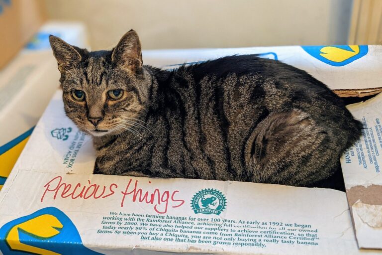 Katze liegt zufrieden in einem Pappkarton