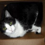 Schwarz-weiße Katze liegt in einem Pappkarton