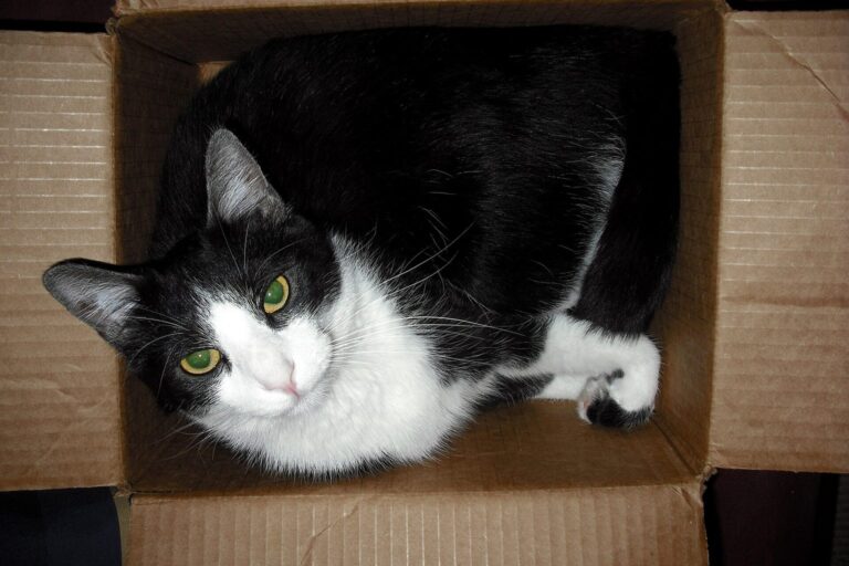 Schwarz-weiße Katze liegt in einem Pappkarton