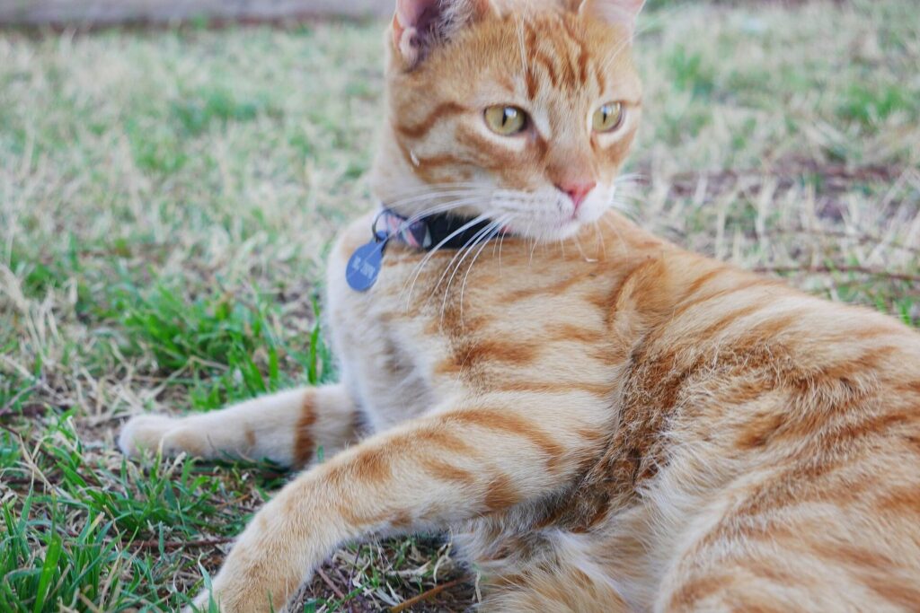 Rote Katze mit Halsband und Anhänger liegt im Gras