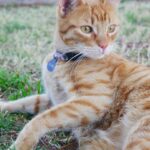 Rote Katze mit Halsband und Anhänger liegt im Gras