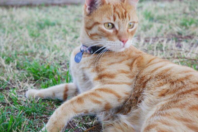Rote Katze mit Halsband und Anhänger liegt im Gras