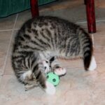 Kätzchen spielt mit einem Ball