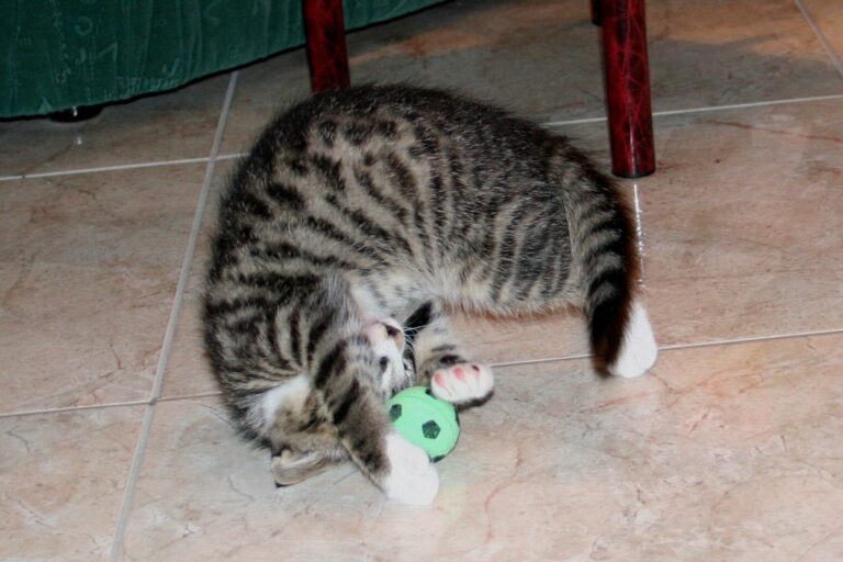 Kätzchen spielt mit einem Ball