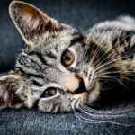 Getigertes Kätzchen liegt entspannt auf einer Decke