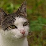 Getigerte Hauskatze im Porträt