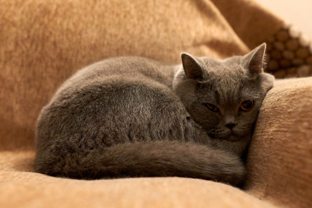 Graue Katze schläft eingerollt