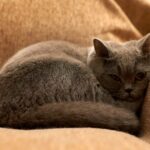 Graue Katze schläft eingerollt