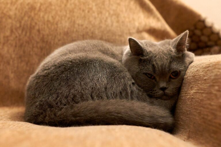 Graue Katze schläft eingerollt