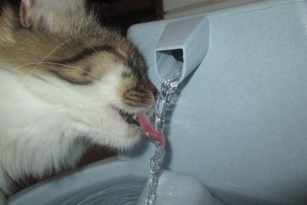 Katze trinkt aus einem Trinkbrunnen