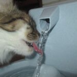 Katze trinkt aus einem Trinkbrunnen