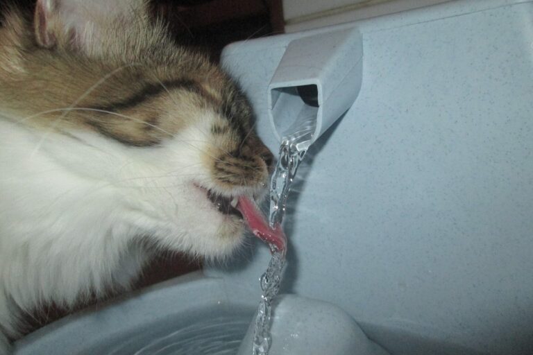 Katze trinkt aus einem Trinkbrunnen