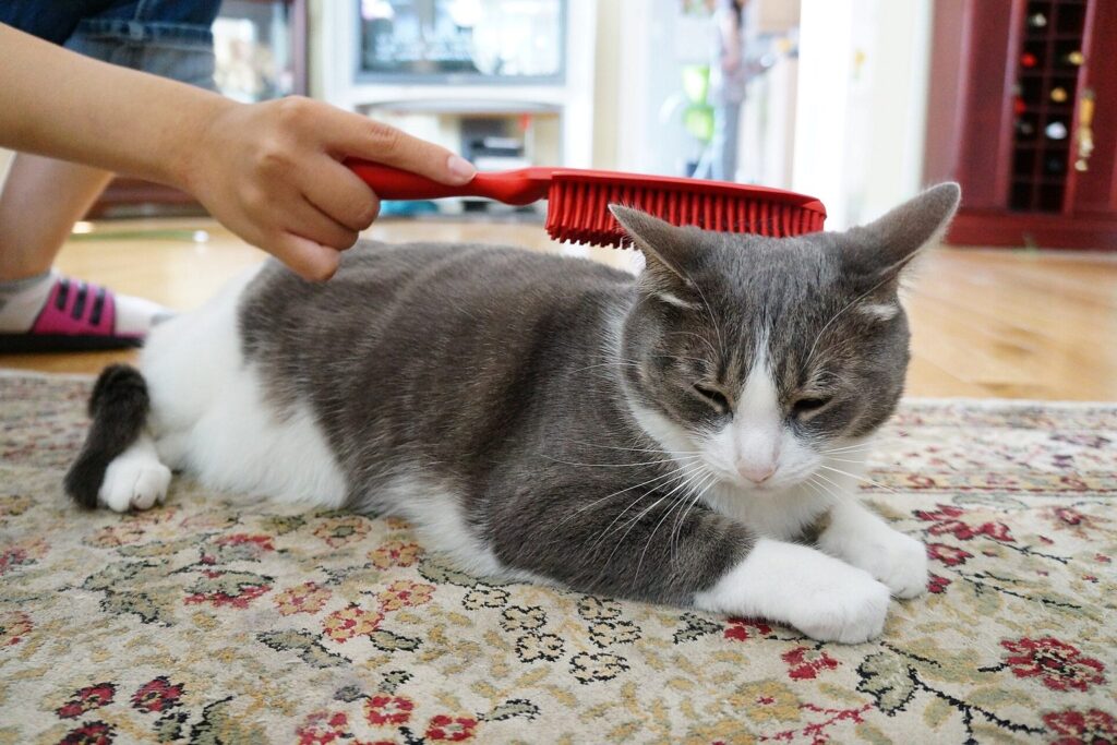 Katze wird auf dem Teppich gebürstet