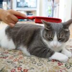 Katze wird auf dem Teppich gebürstet