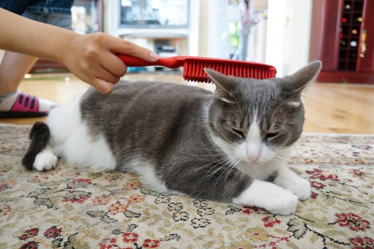 Katze wird auf dem Teppich gebürstet