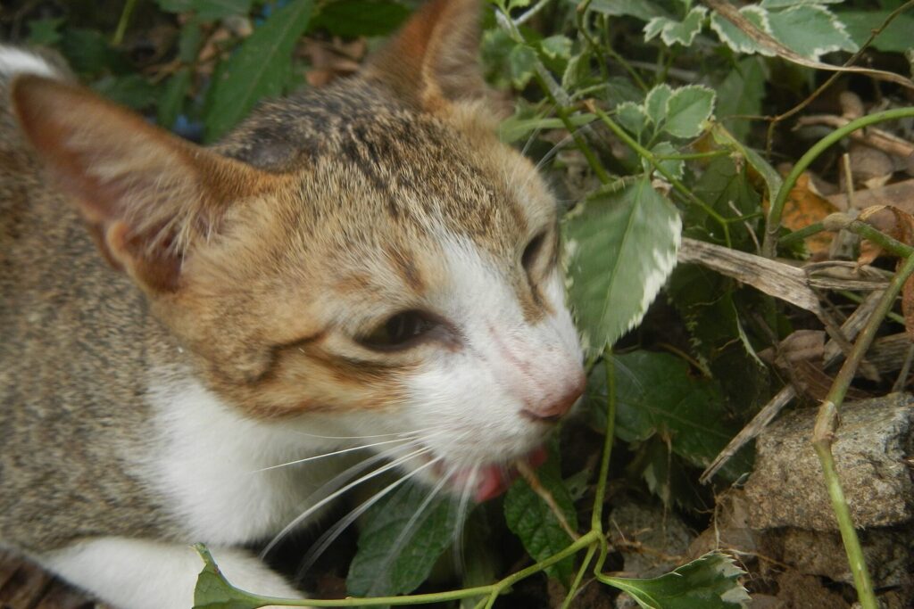 Katze knabbert an Pflanzen