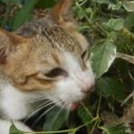 Katze knabbert an Pflanzen