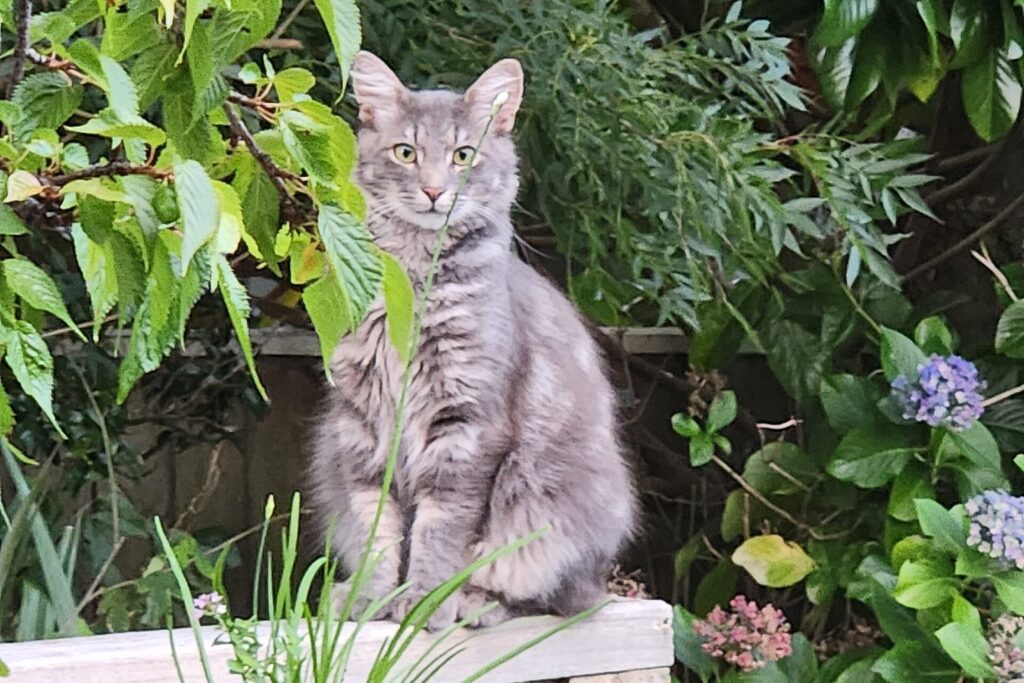Graue Katze sitzt im Garten