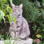 Graue Katze sitzt im Garten