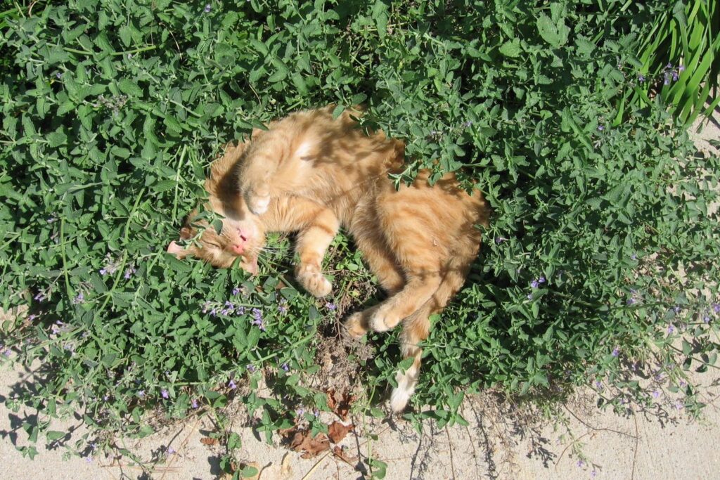 Katze wälzt sich in Katzenminze