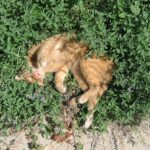 Katze wälzt sich in Katzenminze
