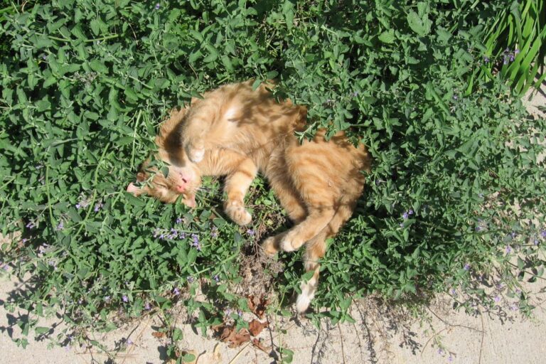 Katze wälzt sich in Katzenminze