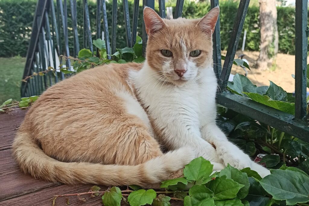 Katze liegt entspannt auf einem Balkon