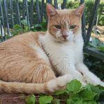 Katze liegt entspannt auf einem Balkon