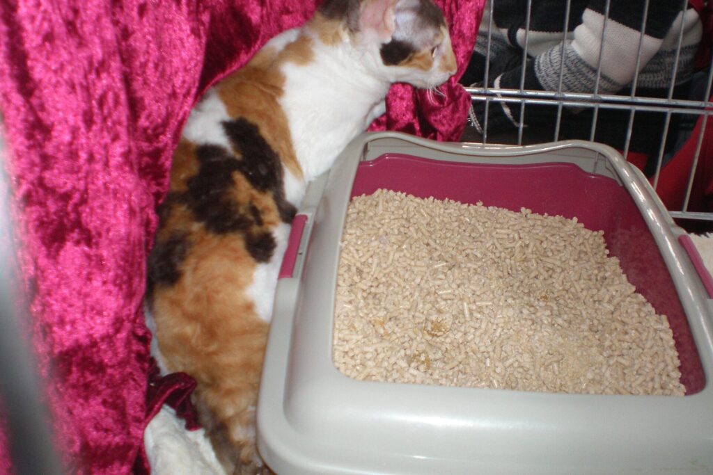 Katze neben einer Katzentoilette mit Pflanzenstreu