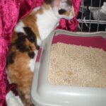 Katze neben einer Katzentoilette mit Pflanzenstreu