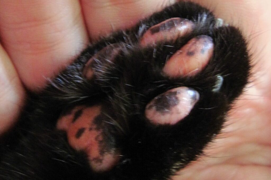 Katzenpfote mit sichtbaren Krallen in einer Hand