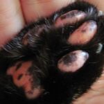 Katzenpfote mit sichtbaren Krallen in einer Hand