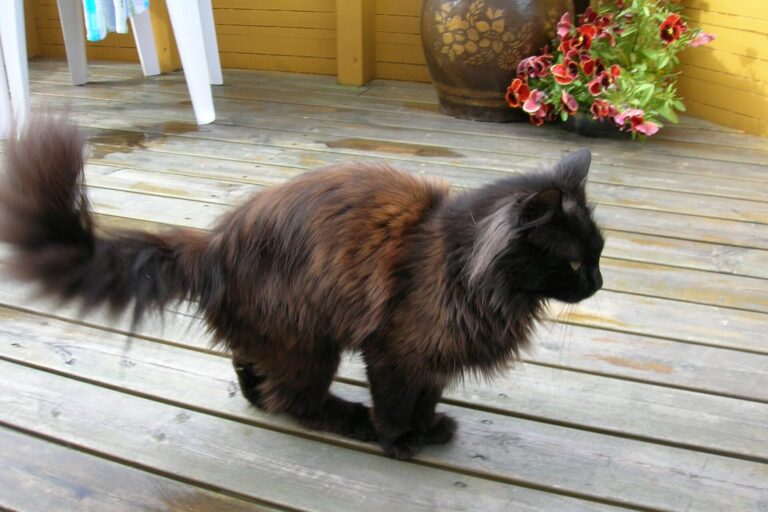 Große Langhaarkatze auf einer Holzterrasse