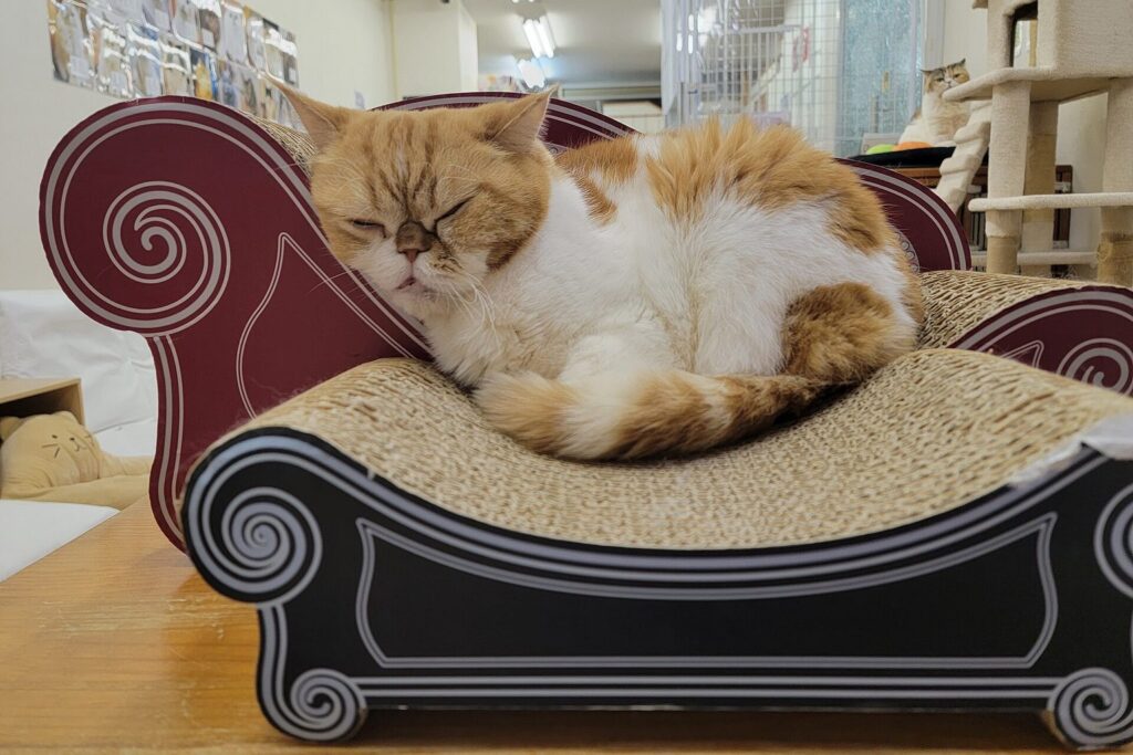 Katze liegt auf einem Kratzbrett aus Pappe