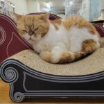 Katze liegt auf einem Kratzbrett aus Pappe