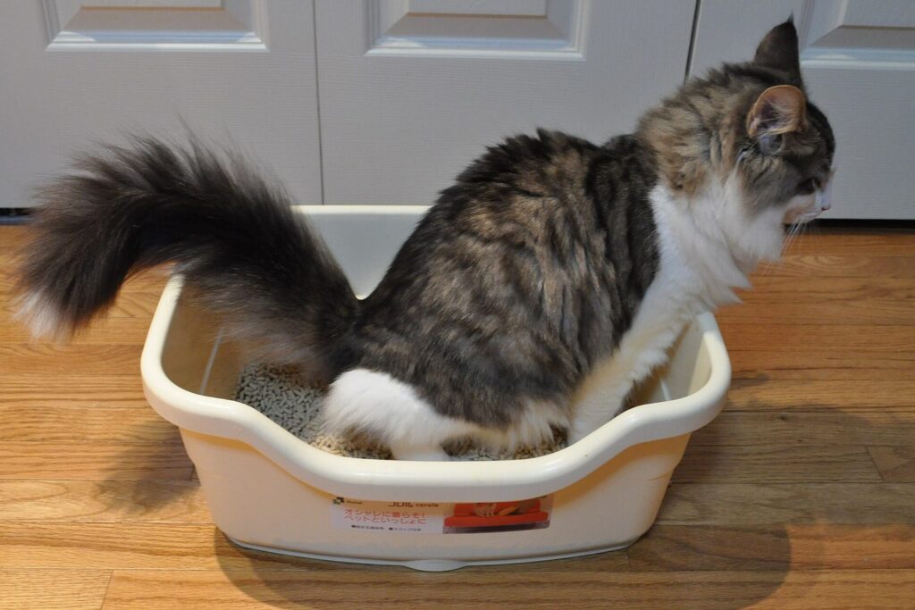 Katze in einer offenen Katzentoilette