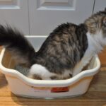 Katze in einer offenen Katzentoilette