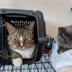 Katze liegt entspannt in einer Transportbox