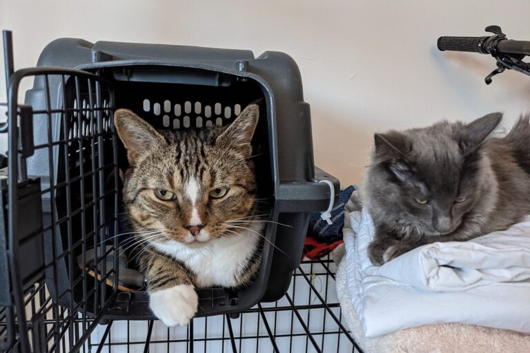 Katze liegt entspannt in einer Transportbox